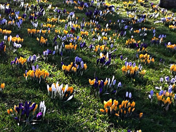 Crocuses in the Meadows